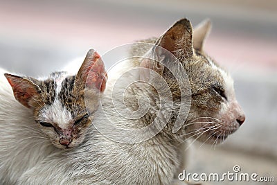 Vagrant sick cats. Homeless wild cats on dirty street in AsiaÂ  Stock Photo
